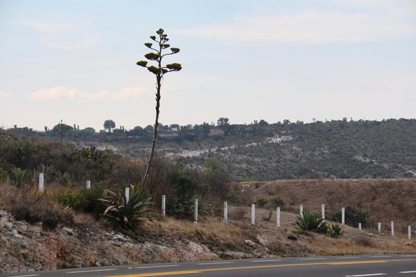 Мексиканские кактусы.