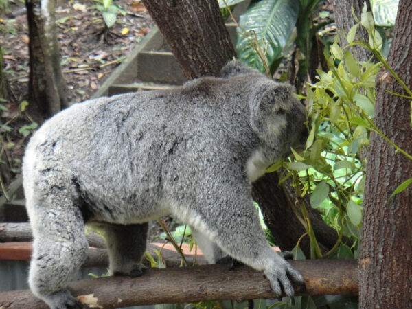 Большое австралийское путешествие