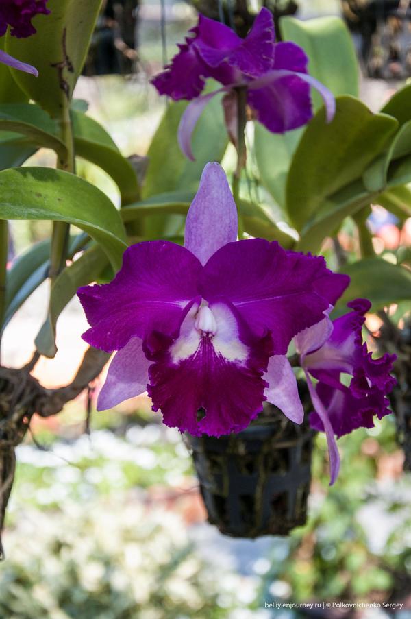 Едем в&nbsp;Тай, орхидеи вай-вай-вай