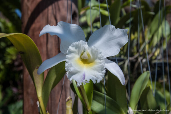 Едем в&nbsp;Тай, орхидеи вай-вай-вай