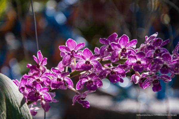 Едем в Тай, орхидеи вай-вай-вай Едем в Тай, орхидеи вай-вай-вай