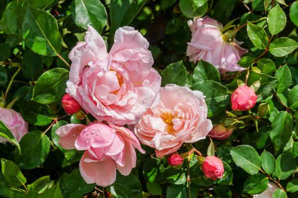 Абхазия. Новый Афон. Часть 1