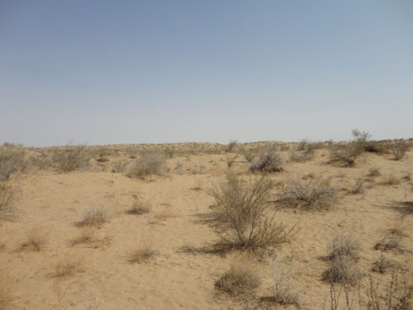 Каракумы