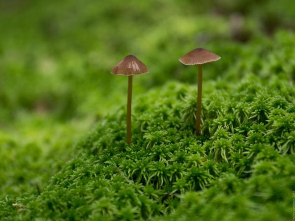 Поход по&nbsp;грибы