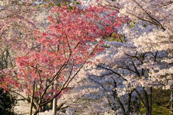 Прогулки по&nbsp;Киото: Где найти сакуру