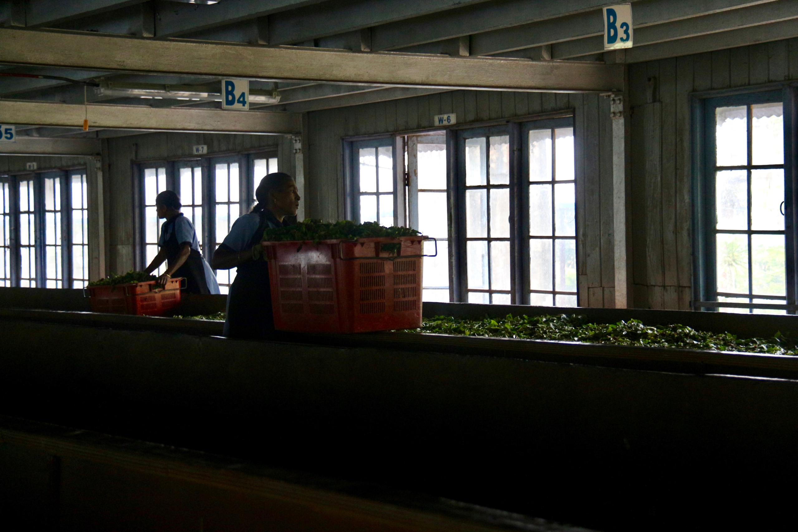 Blue Field Tea Factory.